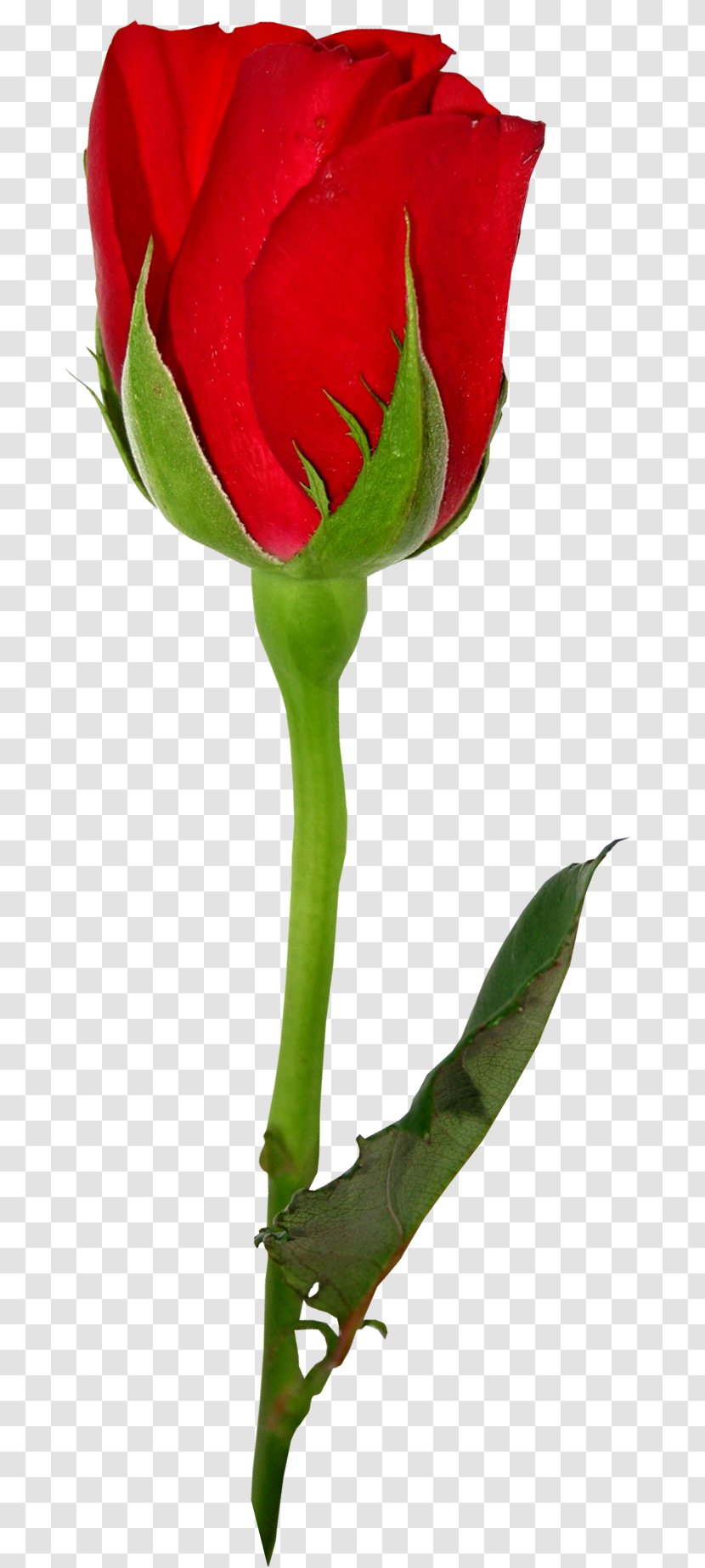 Garden Roses Centifolia Flower Rosa Brunonii - Cut Flowers - Red Rose Transparent PNG