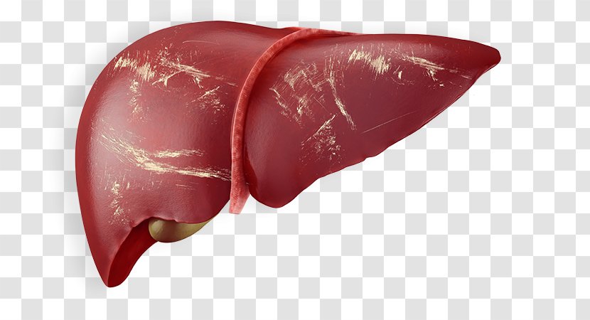 Liver Human Anatomy Body Stock Photography - Cartoon - Frame Transparent PNG