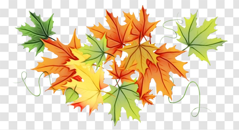 Maple Leaf - Watercolor - Autumn Flowering Plant Transparent PNG