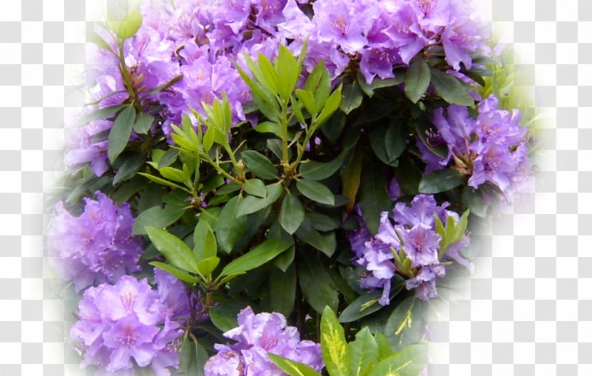 Rhododendron Shrub - Violet Transparent PNG