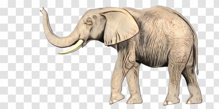 Elephant Background - Working Animal Snout Transparent PNG