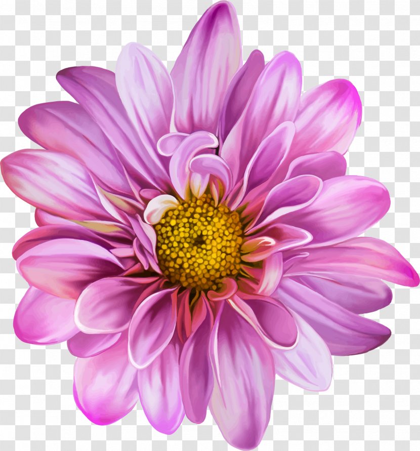 Chrysanthemum Flower Purple Dahlia - Petal Transparent PNG