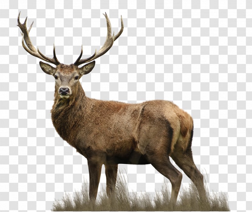 Red Deer Elks Lodge Drawing - Animal - White Transparent PNG