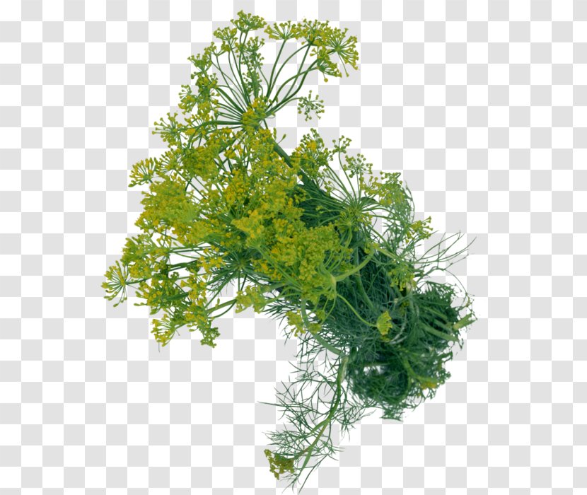 Dill Herb Condiment Clip Art - Cicely - Vegetable Transparent PNG