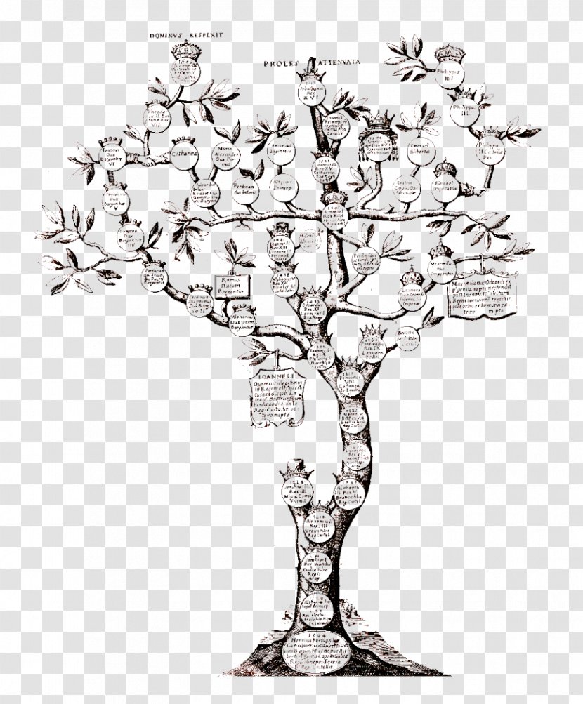Genealogy Family Tree Ancestor Kinship - Twig Transparent PNG