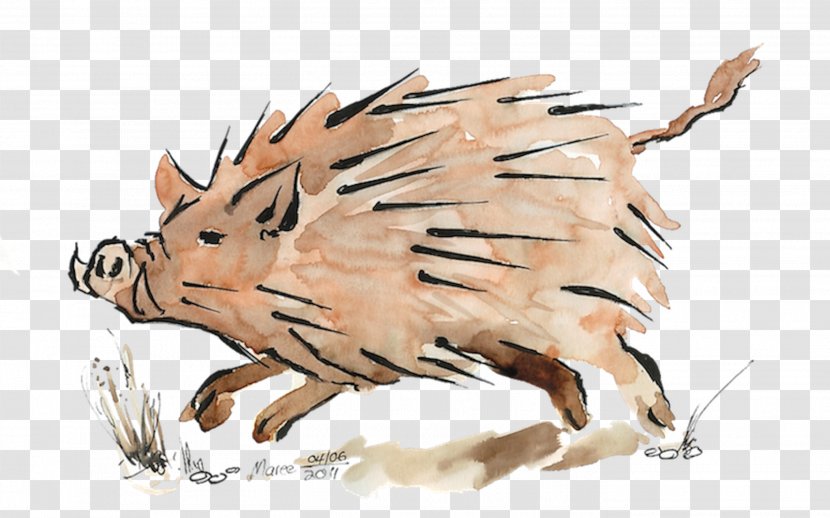 Pig Drawing /m/02csf - Carnivora Transparent PNG