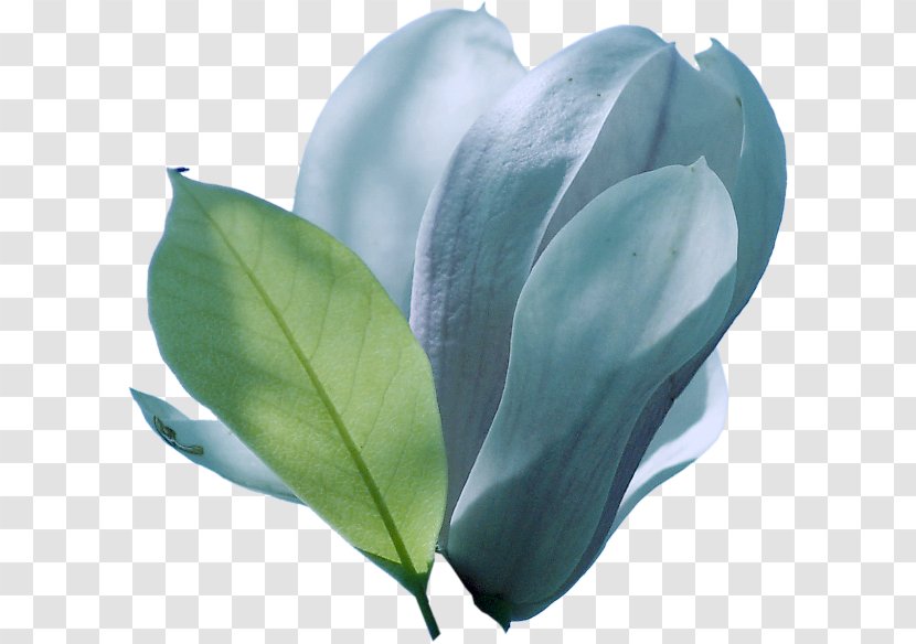 Petal Leaf Flowering Plant Turquoise Transparent PNG