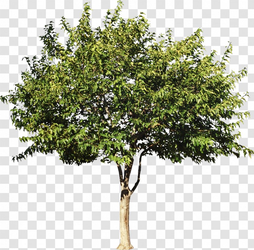 Sycamore Maple Tree Shrub Citrus Stock Photography - Plane Trees - Bush Transparent PNG