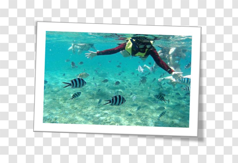 Underwater Snorkeling Divemaster Organism Marine Biology - Picture Frame - Ayuttaya Transparent PNG