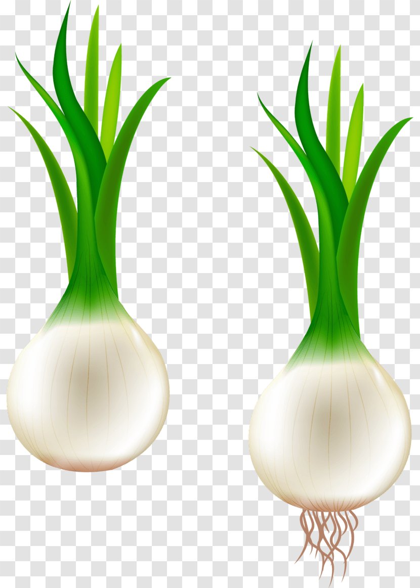 Garlic Vector Graphics Clip Art Scallion Shallot - Vegetable - Narcissus Transparent PNG