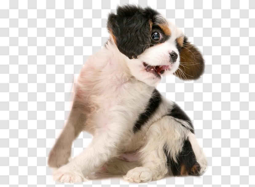 Cavalier King Charles Spaniel Puppy Dog Breed Daycare - Play Firecracker Transparent PNG