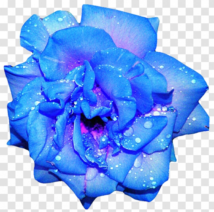 Blue Rose Flower Clip Art - Electric Transparent PNG