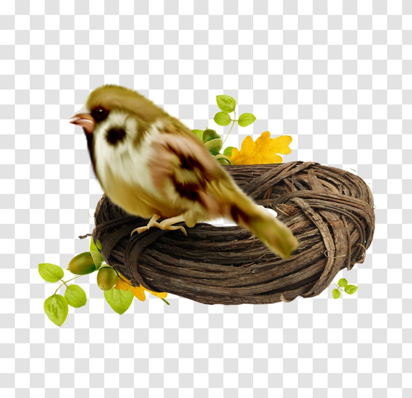 Basket Bird Edible Birds Nest Wallpaper - Twig - Sparrow Transparent PNG