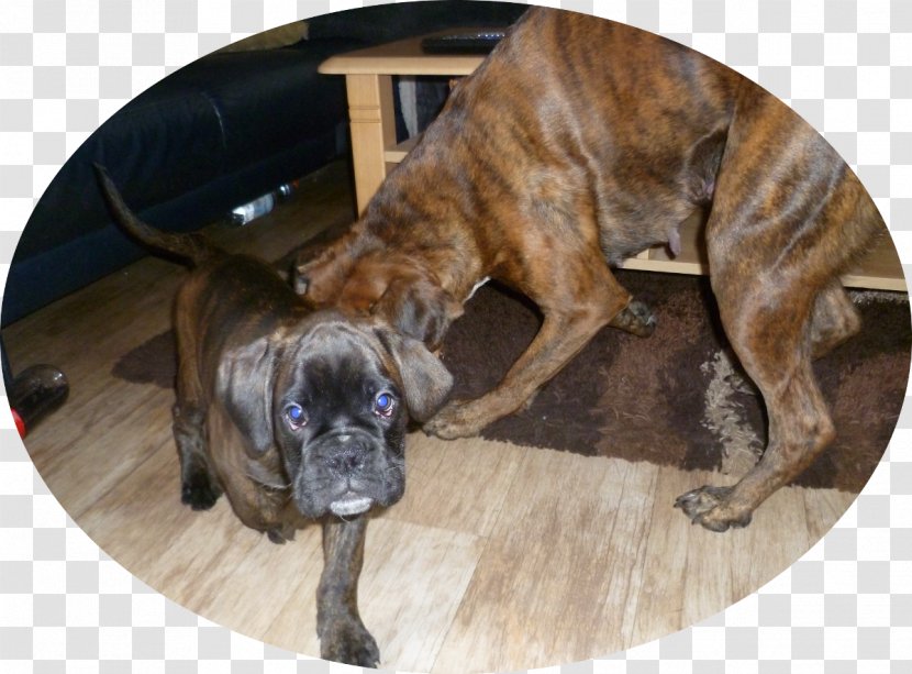 Valley Bulldog Boxer Bullmastiff Dog Breed - Like Mammal - Welpen Transparent PNG