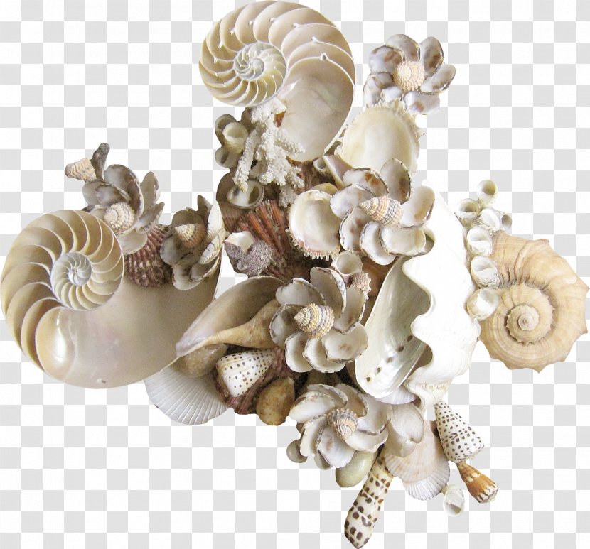 Seashell Drawing Raster Graphics Clip Art - Clams Transparent PNG