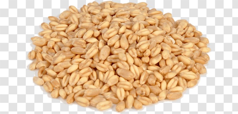 Oat Spelt Emmer Whole Grain Khorasan Wheat - Cereal Germ - Barley Transparent PNG