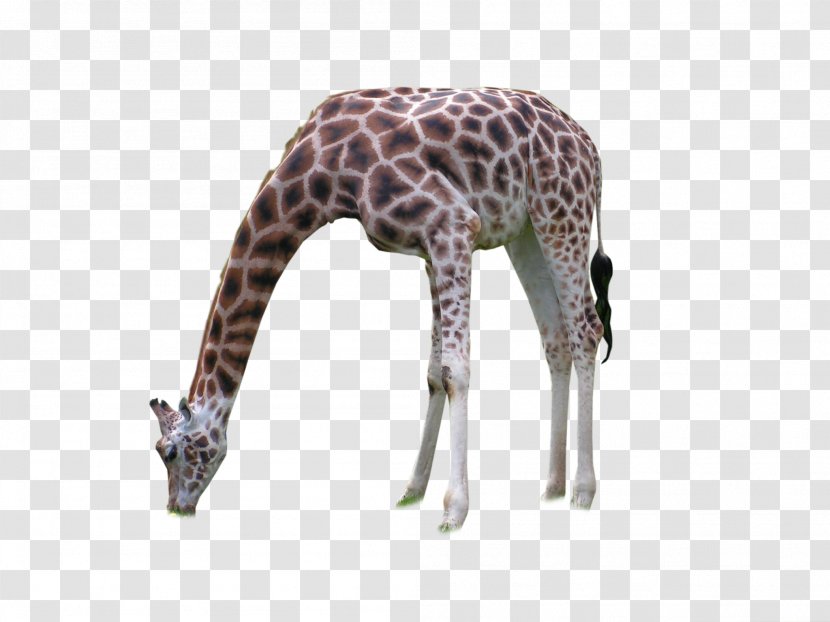 Giraffe Neck Terrestrial Animal Wildlife - Africa--001 Transparent PNG