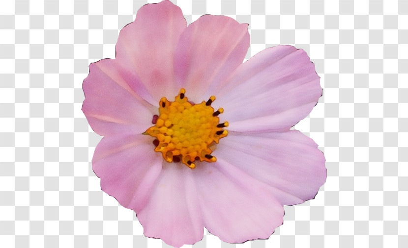 Annual Plant Garden Cosmos Aster Flower Plants Transparent PNG
