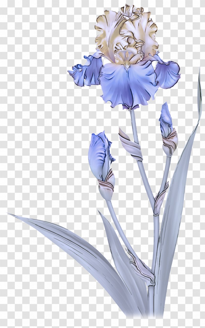 Flowering Plant Flower Cut Flowers Iris - Striped Squill - Scilla Petal Transparent PNG
