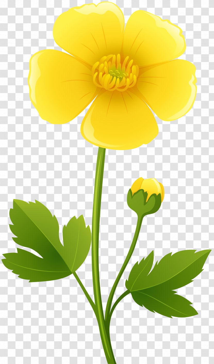 Flower Buttercup Clip Art - Herbaceous Plant - Yellow Transparent PNG