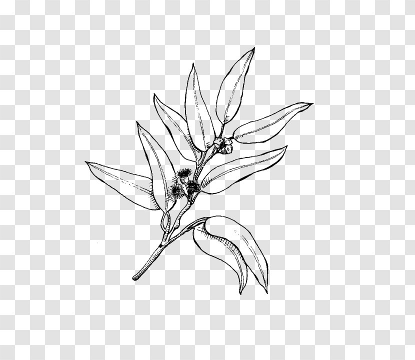 Black And White Flower - Blackandwhite - Plant Transparent PNG