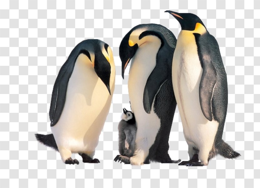 Penguin Kitten Cat Family Animal - Cuteness - Mechanism Of Emperor Penguins Transparent PNG
