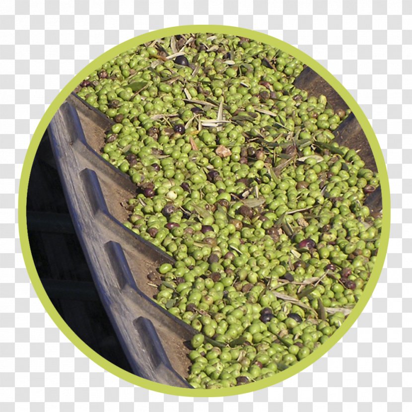 Superfood - Bean - Aguilar De La Frontera Transparent PNG