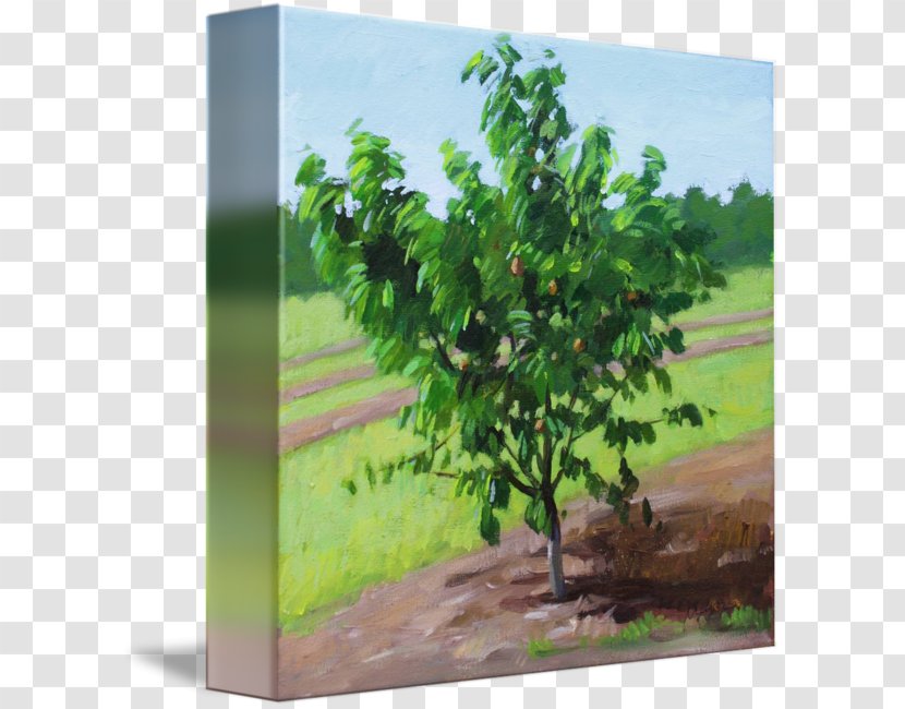 Gallery Wrap Tree Canvas Art Printmaking - Peach Transparent PNG