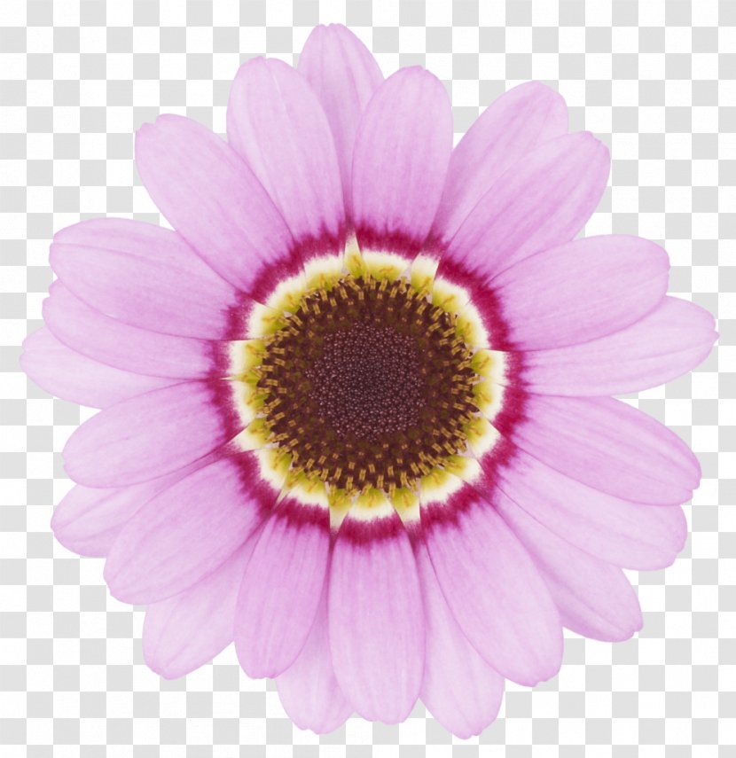 Flower Transvaal Daisy Chrysanthemum Common Argyranthemum Frutescens - Violet Transparent PNG
