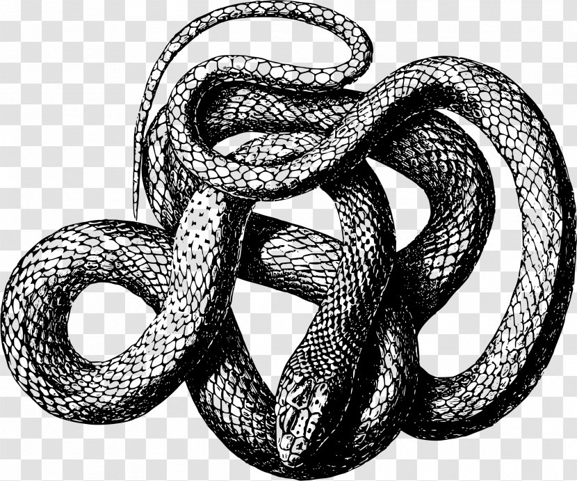 Snake Copperhead Clip Art - Black And White - Illustration Transparent PNG