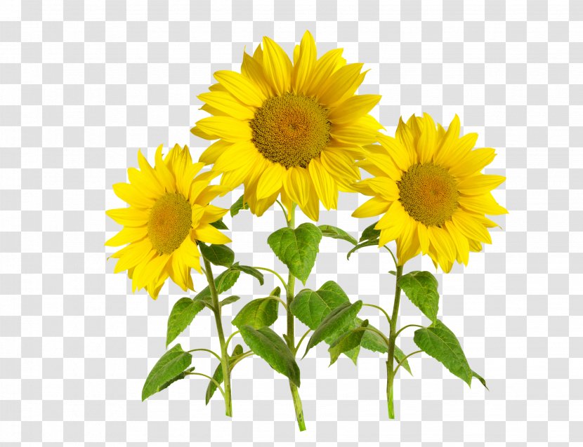 Common Sunflower Template Transparent PNG