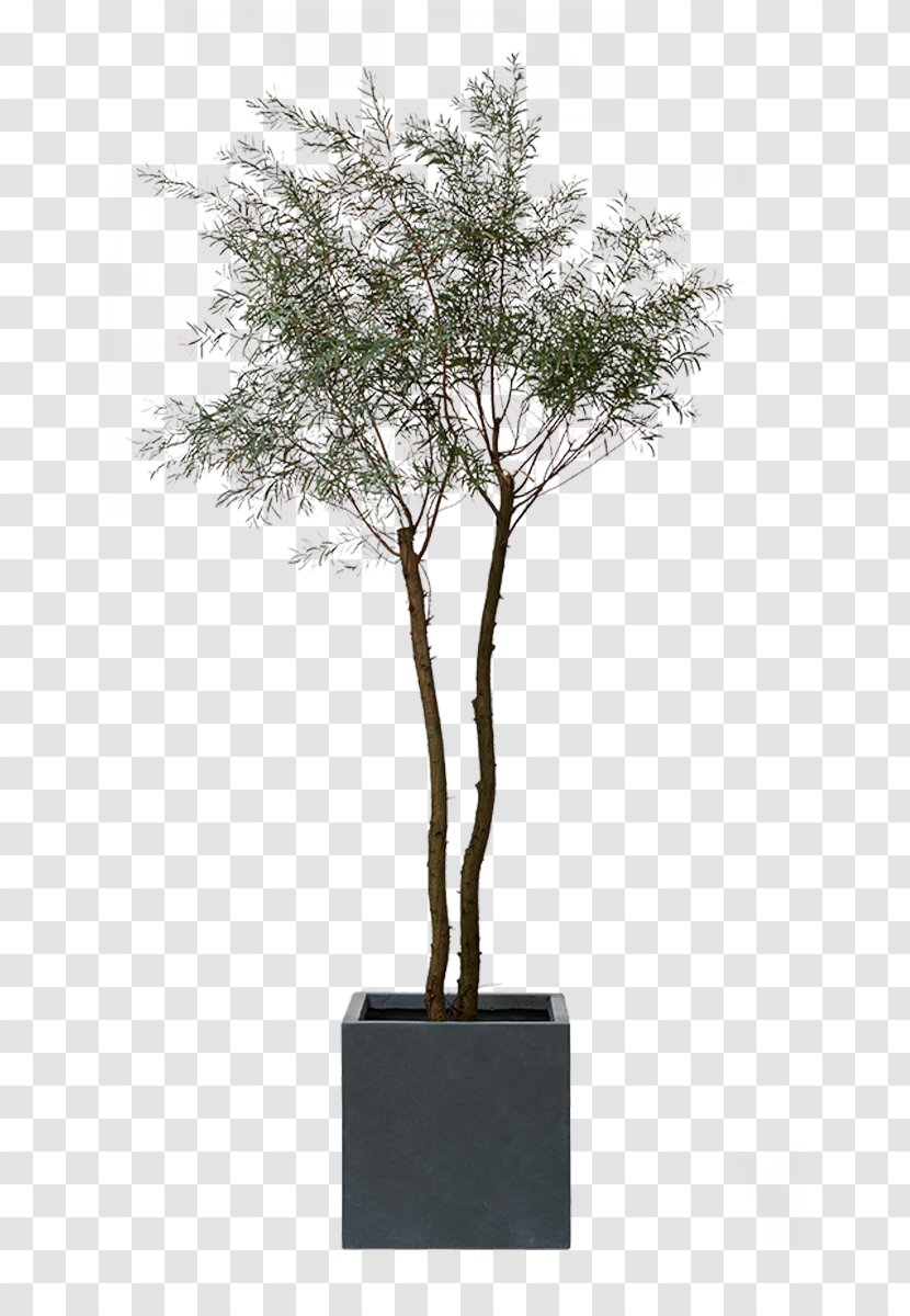 Dracaena Myrtle Family Acacia Decurrens Legumes Hardiness - Agavaceae - Green Love Transparent PNG