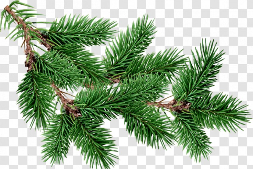 Fir Pine Tree Clip Art - Christmas Decoration - Free Branches Buckle Material Transparent PNG