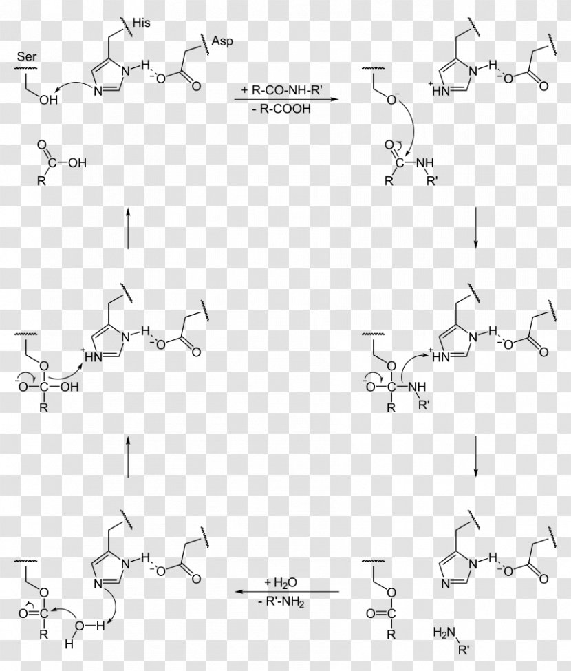 Catalytic Triad Serine Protease Catalysis Active Site - Cysteine - Number Transparent PNG