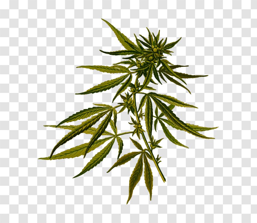 Cannabis Sativa Marijuana Ruderalis Hemp - Printing Transparent PNG