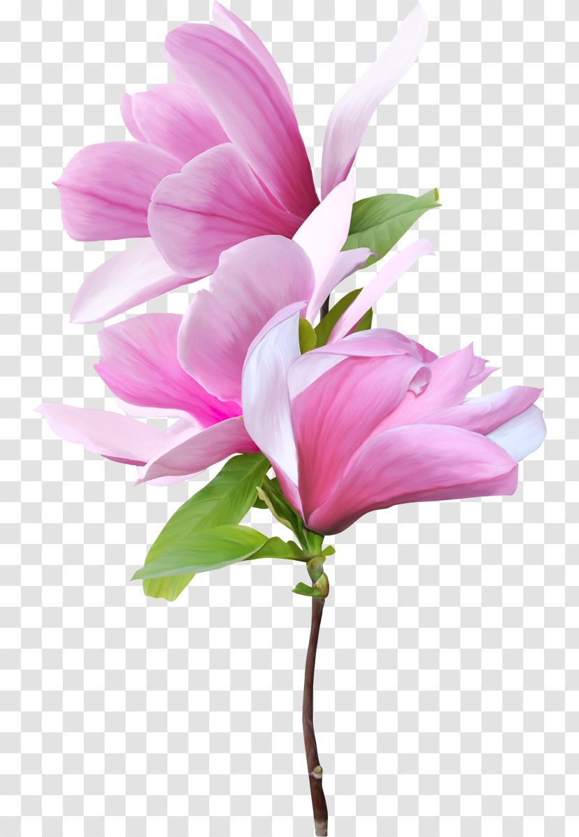 Southern Magnolia Flower Clip Art - Hotel - Flowers Transparent PNG