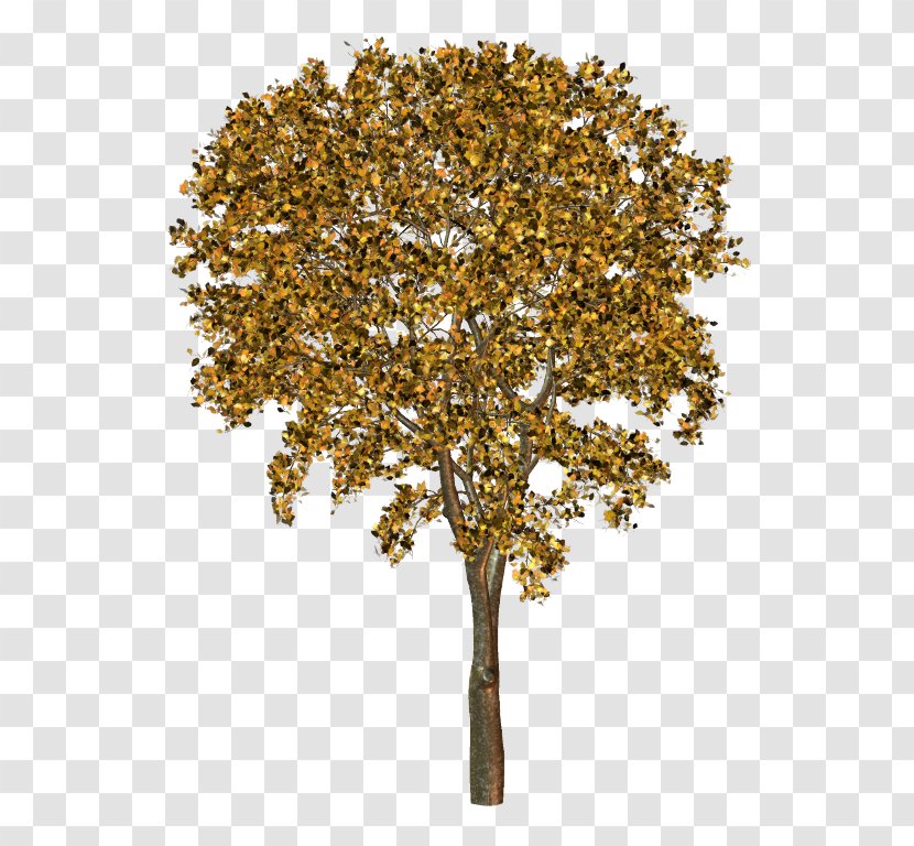 Twig Plane Trees Tree Family Transparent PNG