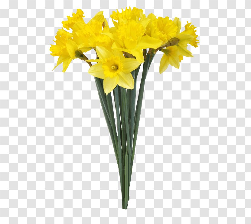 Vase Daffodil Flower Stock Photography - Flowerpot Transparent PNG