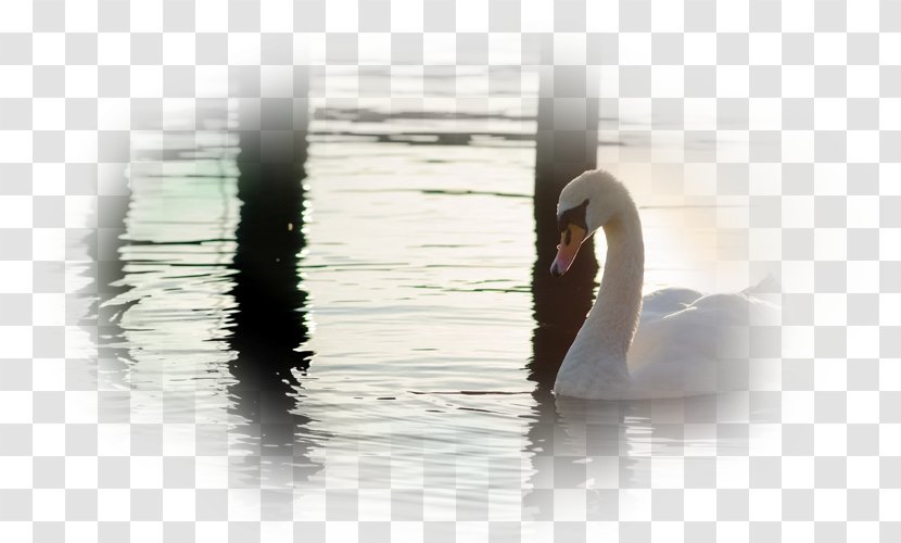 Cygnini Water Close-up - Waterfowl Transparent PNG