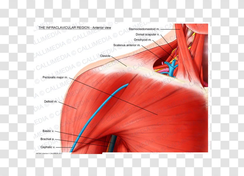 Shoulder Infraclavicular Fossa Pectoralis Major Clavicle Muscle - Tree - Sternocleidomastoid Transparent PNG