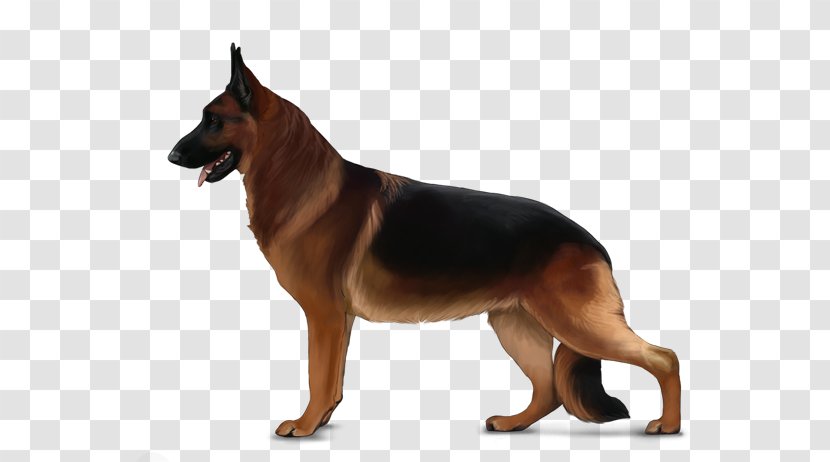 German Shepherd Dachshund Shih Tzu Pet Breed - Dog Like Mammal Transparent PNG