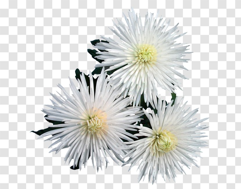 Chrysanthemum Lühipäevataimed Flower Spider Petal - Daisy Family - Albert Camus Transparent PNG