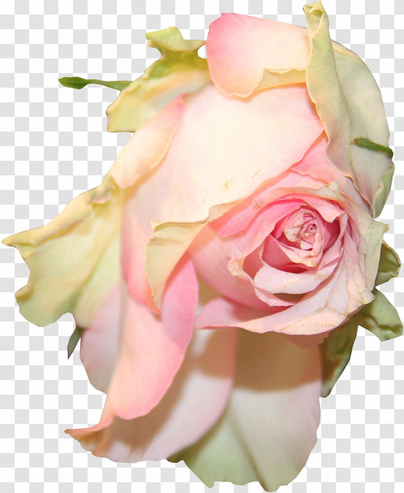 Garden Roses Flower Centifolia Clip Art - Plant - Pink Transparent PNG