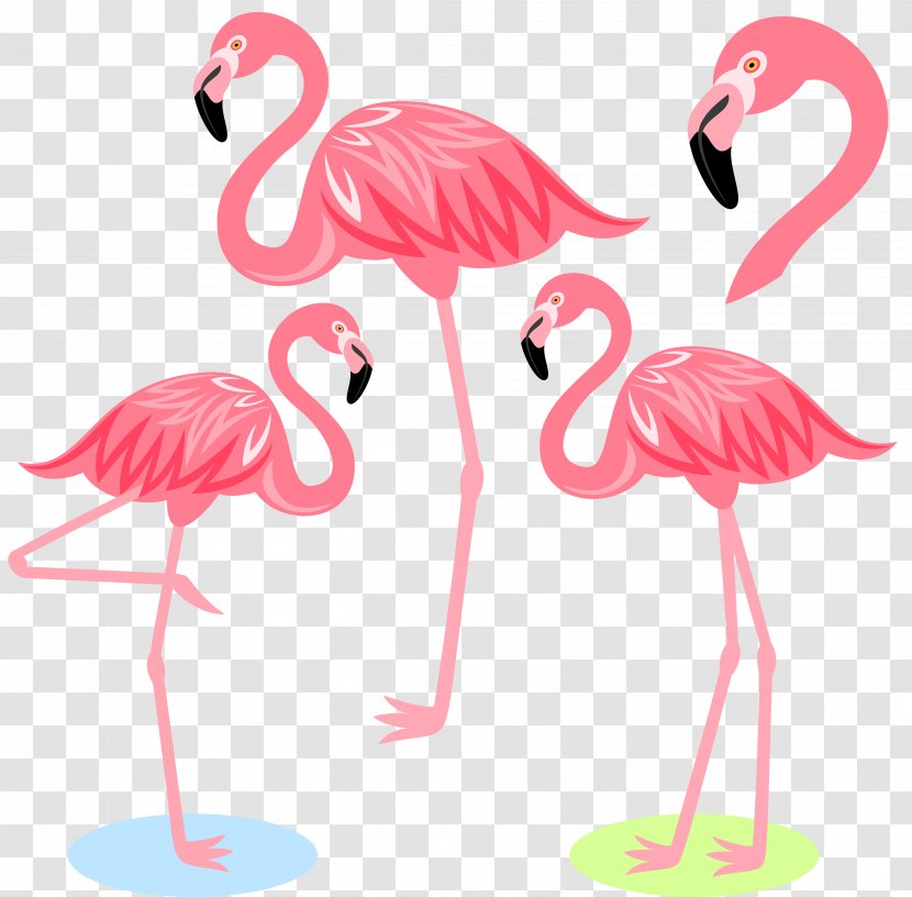 Flamingo Bird Illustration - Clip Art - Cartoon Transparent PNG