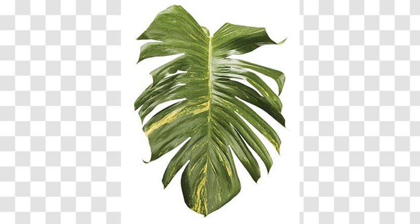 Follaje Leaf Flowerpot Plant Stem Tree - Leaves Tropical Transparent PNG