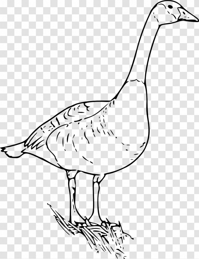 Canada Goose Duck Drawing Clip Art - Wildlife Transparent PNG