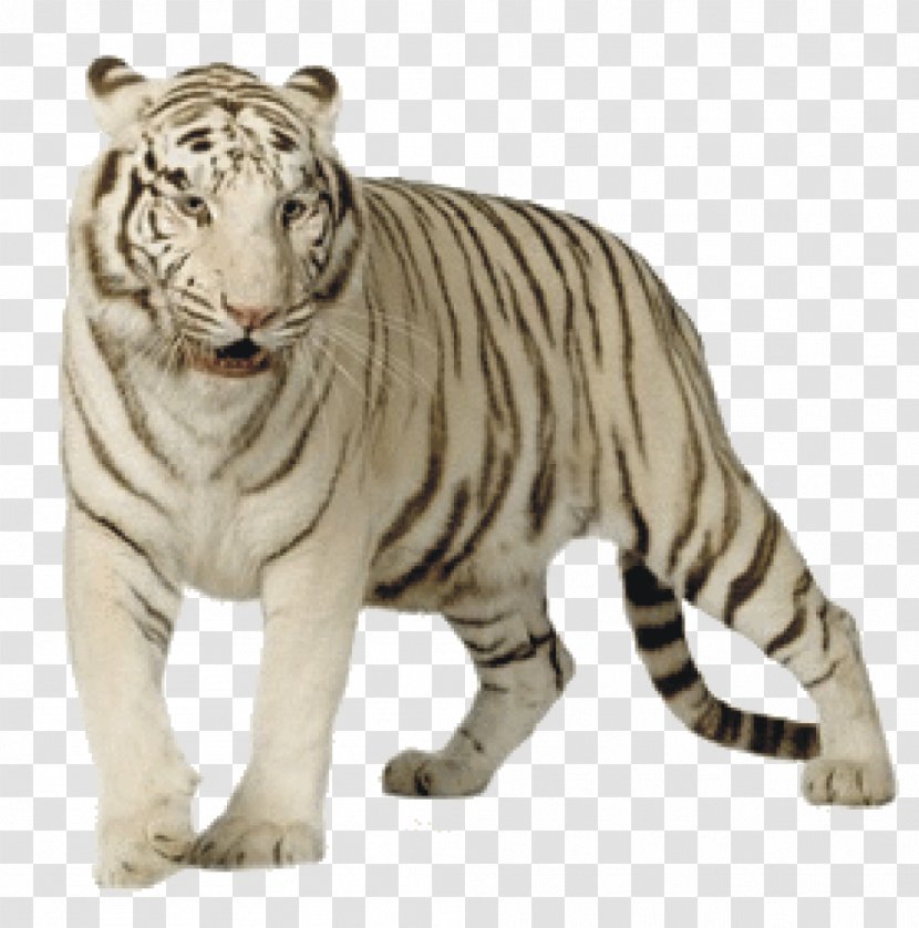 Felidae White Tiger Bengal Cat - Terrestrial Animal Transparent PNG