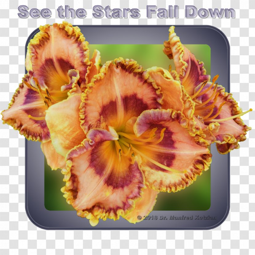 Daylily Flower Bud Color Star - View The Stars Transparent PNG