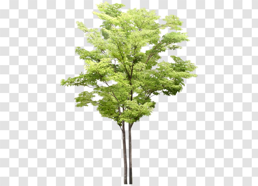 Tree Flowering Dogwood - Plant Stem Transparent PNG