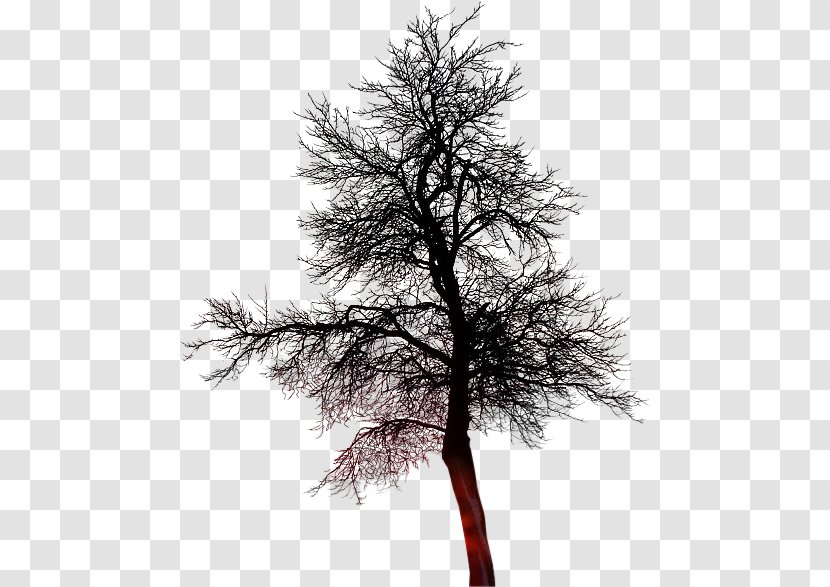 Treelet Twig - Tree Transparent PNG